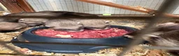 Ferret rodents for sale: Polecat kits  hobs and Jill’s  - Advert 5