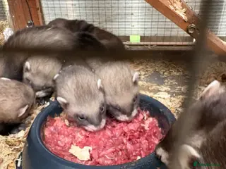Ferret rodents Kits hobs and Jill’s - Advert 1