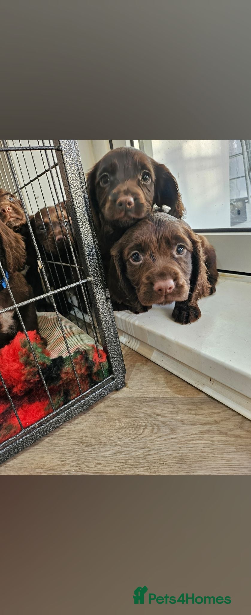 Cocker Spaniel dogs Health tested working cocker spaniels  - Advert 2
