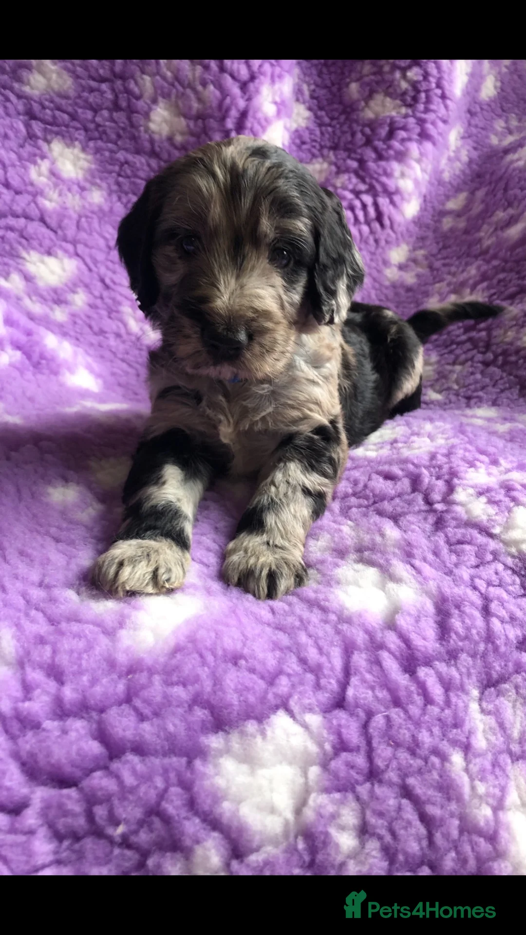Cockapoo dogs for sale: Exclusive cockapoo puppies . - Advert 1