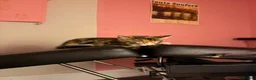 Russian Blue cats for sale: Meet Milo and kittens  - Advert 9
