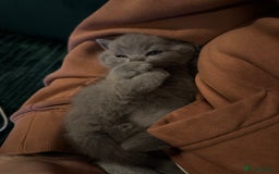 British Shorthair cats for sale: 3 beautiful British Shorthair Kittens  - Advert 11