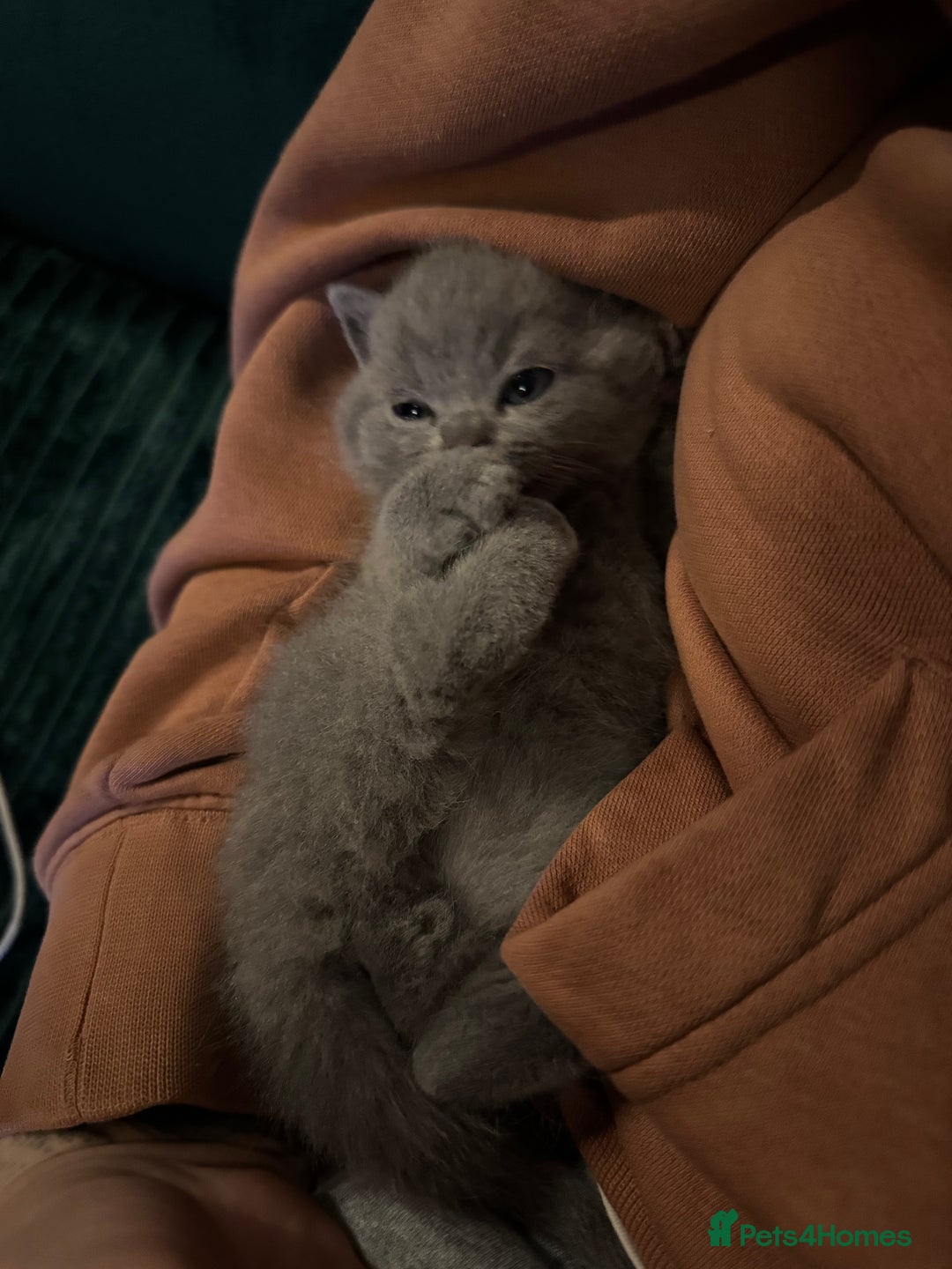 British Shorthair cats for sale: 3 beautiful British Shorthair Kittens  - Advert 11