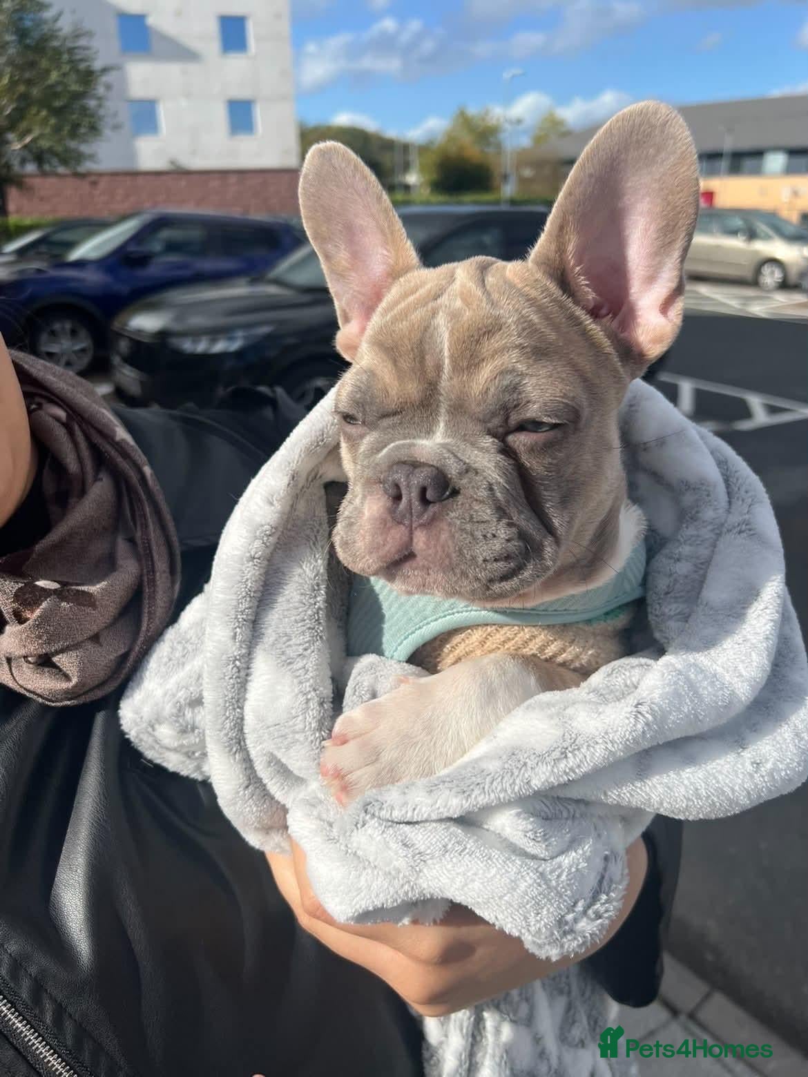 French Bulldog dogs Handsome  French Bulldog Boy  - Advert 19