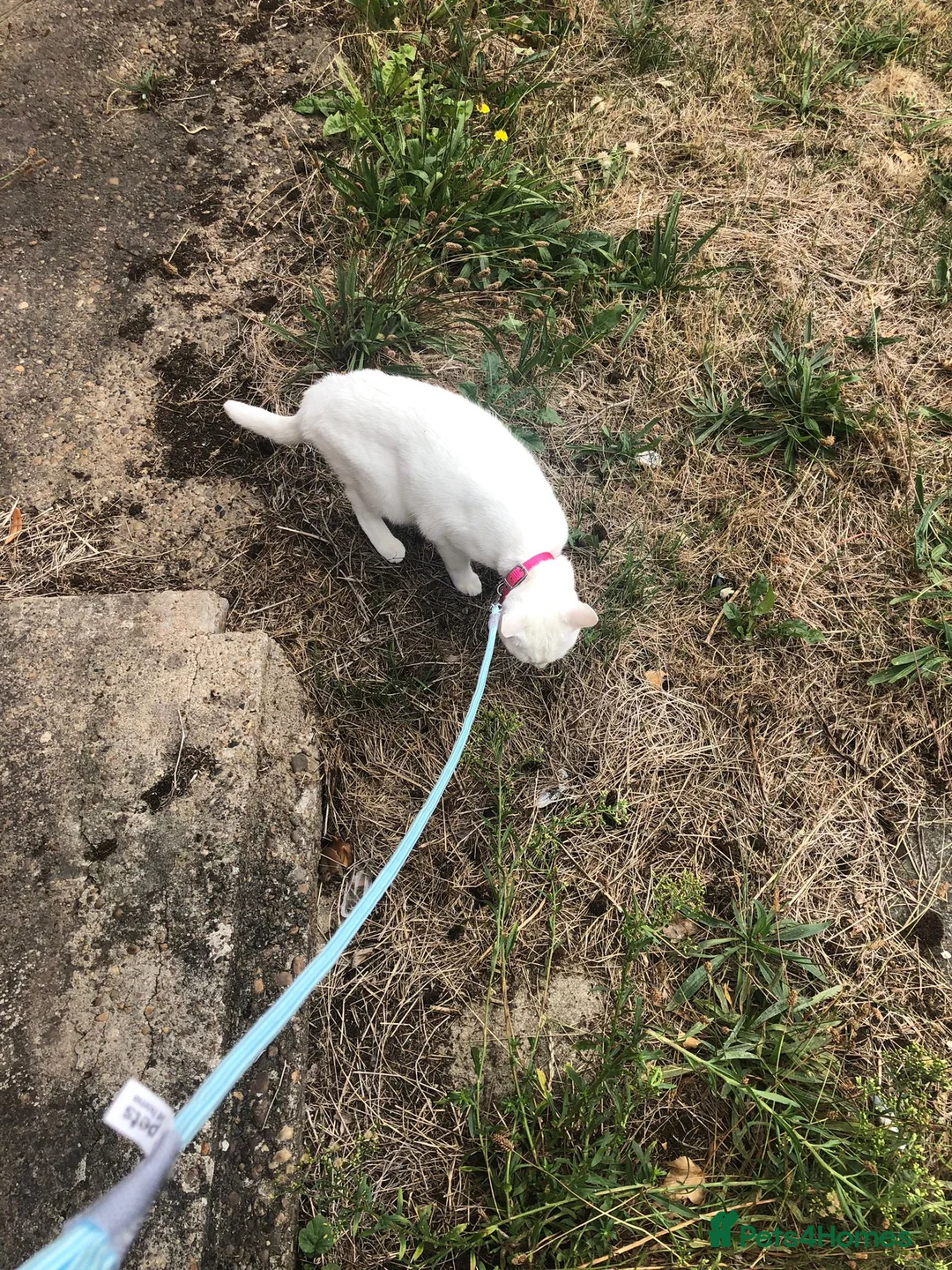 British Shorthair cats for sale: Snowy - Advert 1