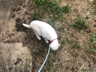 British Shorthair cats Snowy - Advert 11