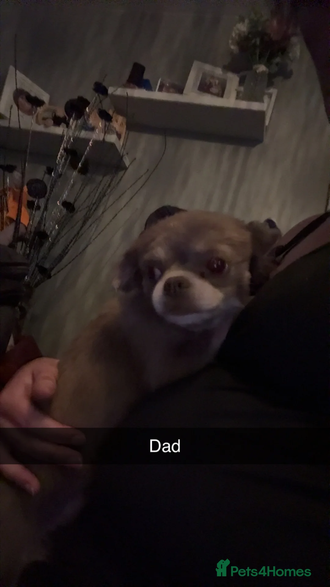 Chihuahua dogs for sale: 3 males - Advert 2