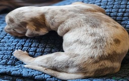 Dachshund dogs for sale: Isabella Dapple Dachshund Puppies - Advert 13