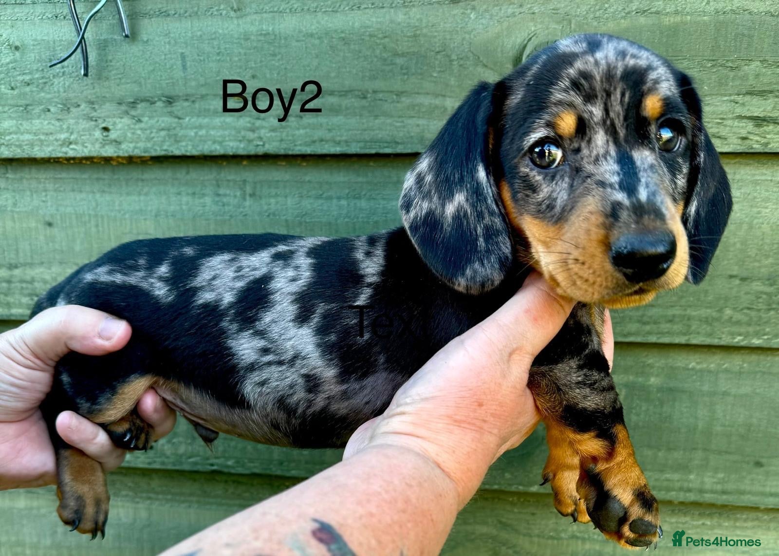 Miniature Dachshund dogs Beautiful Miniature Puppies Ready Now  - Advert 9