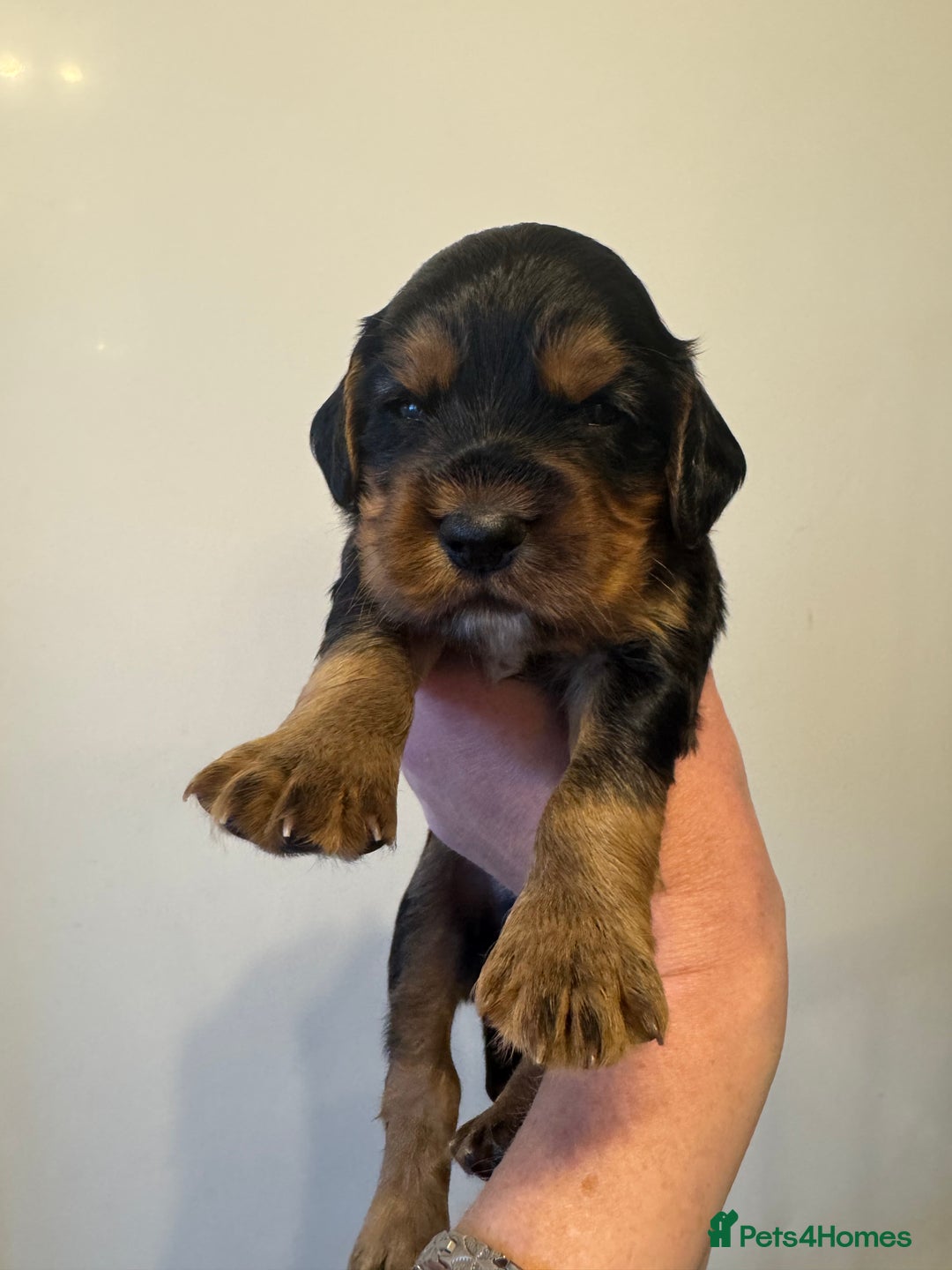 Cocker Spaniel dogs for sale: KC reg cocker spaniel pups  - Image 16