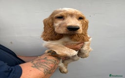 Cocker Spaniel dogs for sale: Fabulous Cocker Spaniel Pupies - Image 19