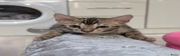 Bengal cats for sale: 🔥✨Pedigree TICA-Registered Bengals - Advert 10