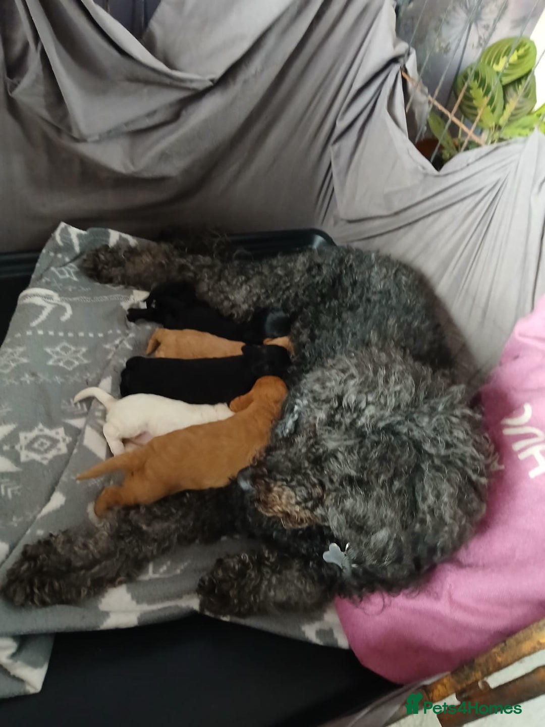 Cockapoo dogs for sale: Cockerpoos - Image 5