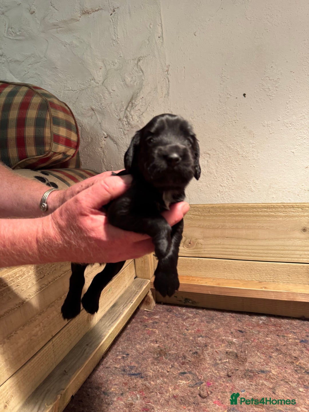 Cocker Spaniel dogs for sale: Gorgeous Cocker spaniel puppies for sale  - Image 10