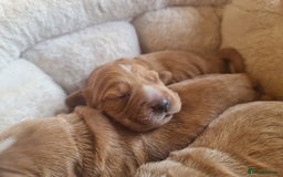 Cocker Spaniel dogs for sale: 3 boy Golden Cocker Spaniel puppies  - Image 6