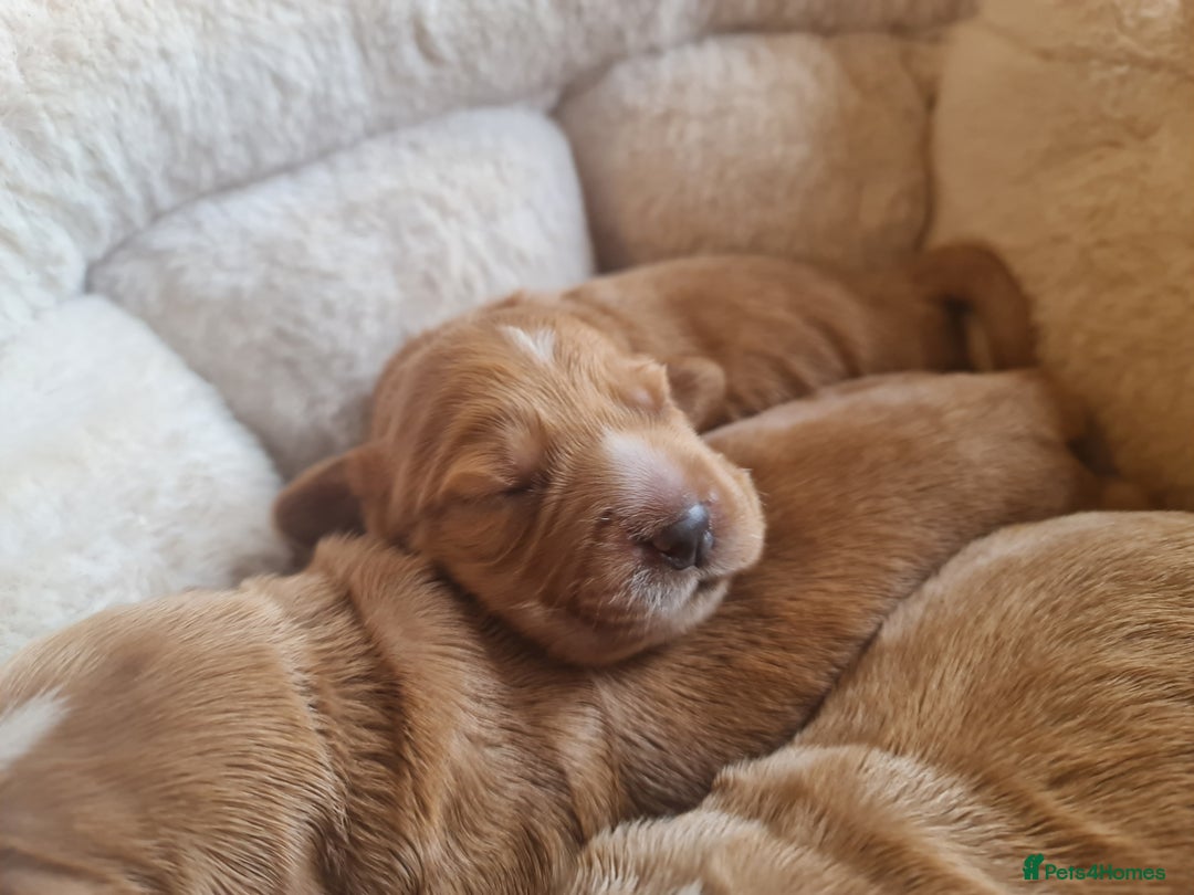 Cocker Spaniel dogs for sale: 3 boy Golden Cocker Spaniel puppies  - Image 6