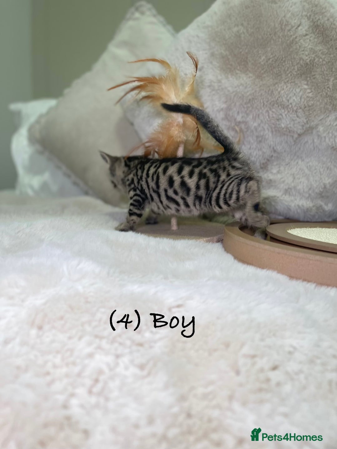 Mixed Breed cats for sale: Stunning kittens 8 weeks old ready now  - Advert 14