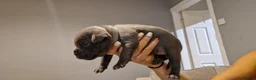 Staffordshire Bull Terrier dogs for sale: Beautiful Staffordshire Bull Terrier Puppies in Stockport - Advert 13