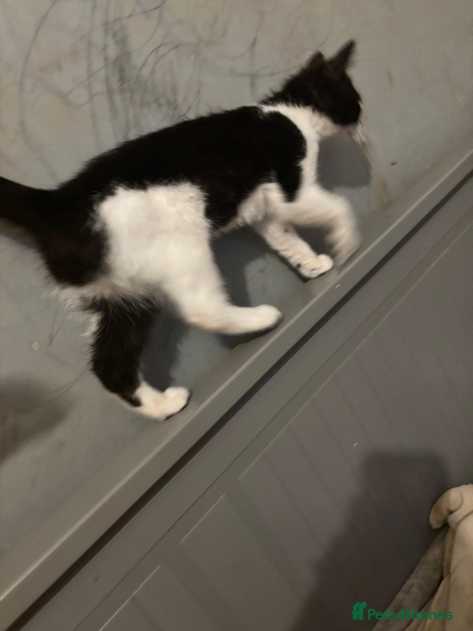Mixed Breed cats for sale: Black and white kitten £30  - Advert 5
