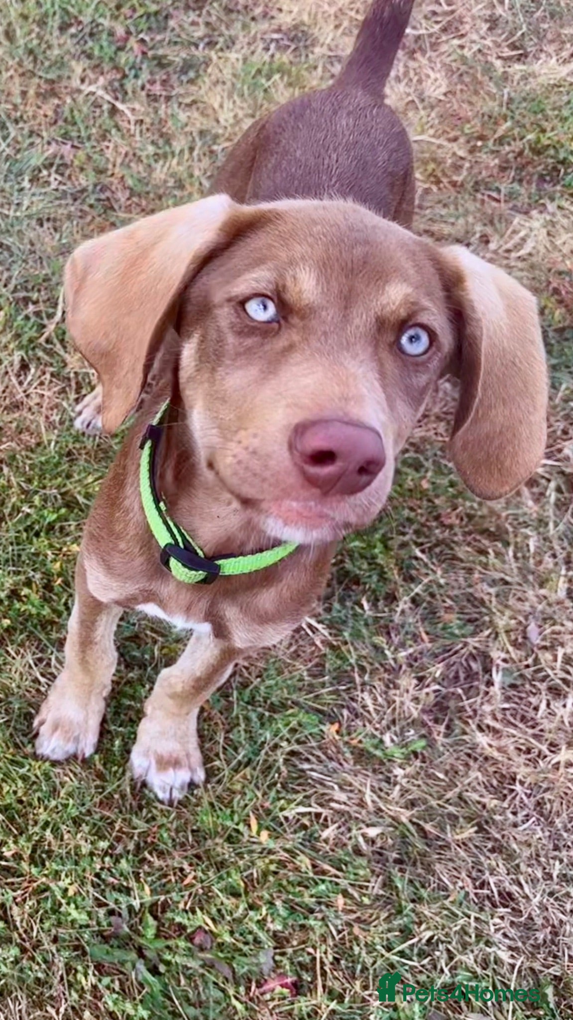 Mixed Breed dogs Stunning Shepsky x Weim Boy  WAITING2GO - Advert 1