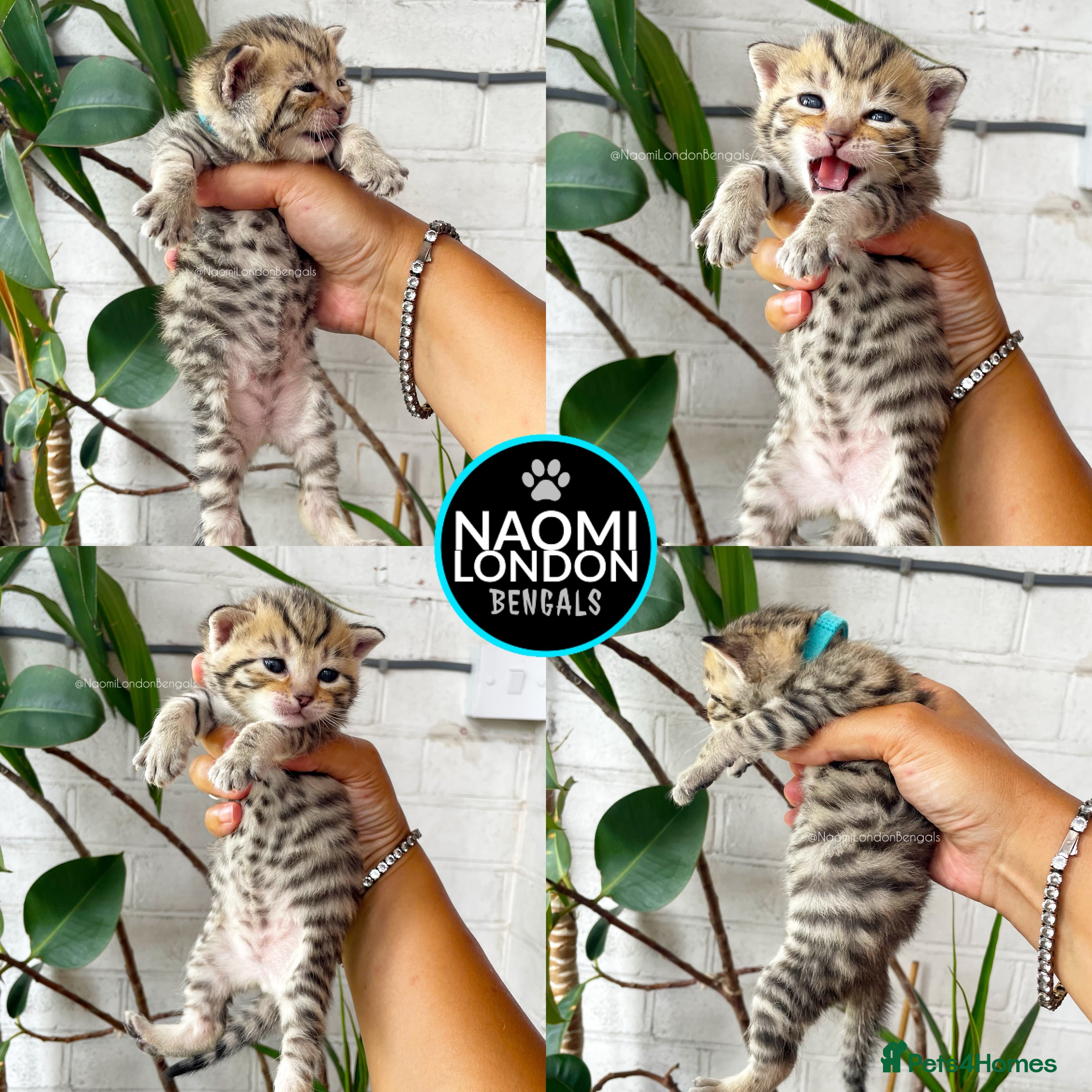 Bengal cats 🌈 BENGAL KITTENS FOR SALE! 🌈 🩷❤️🧡💛💚🩵 - Advert 2