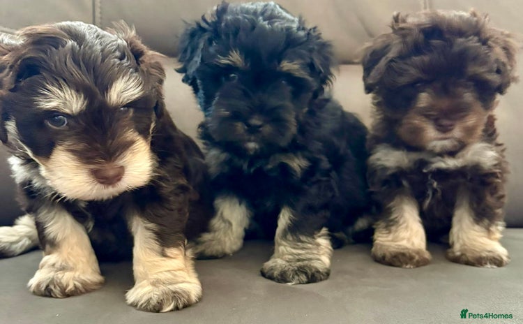 Miniature Schnauzer dogs - Advert 1