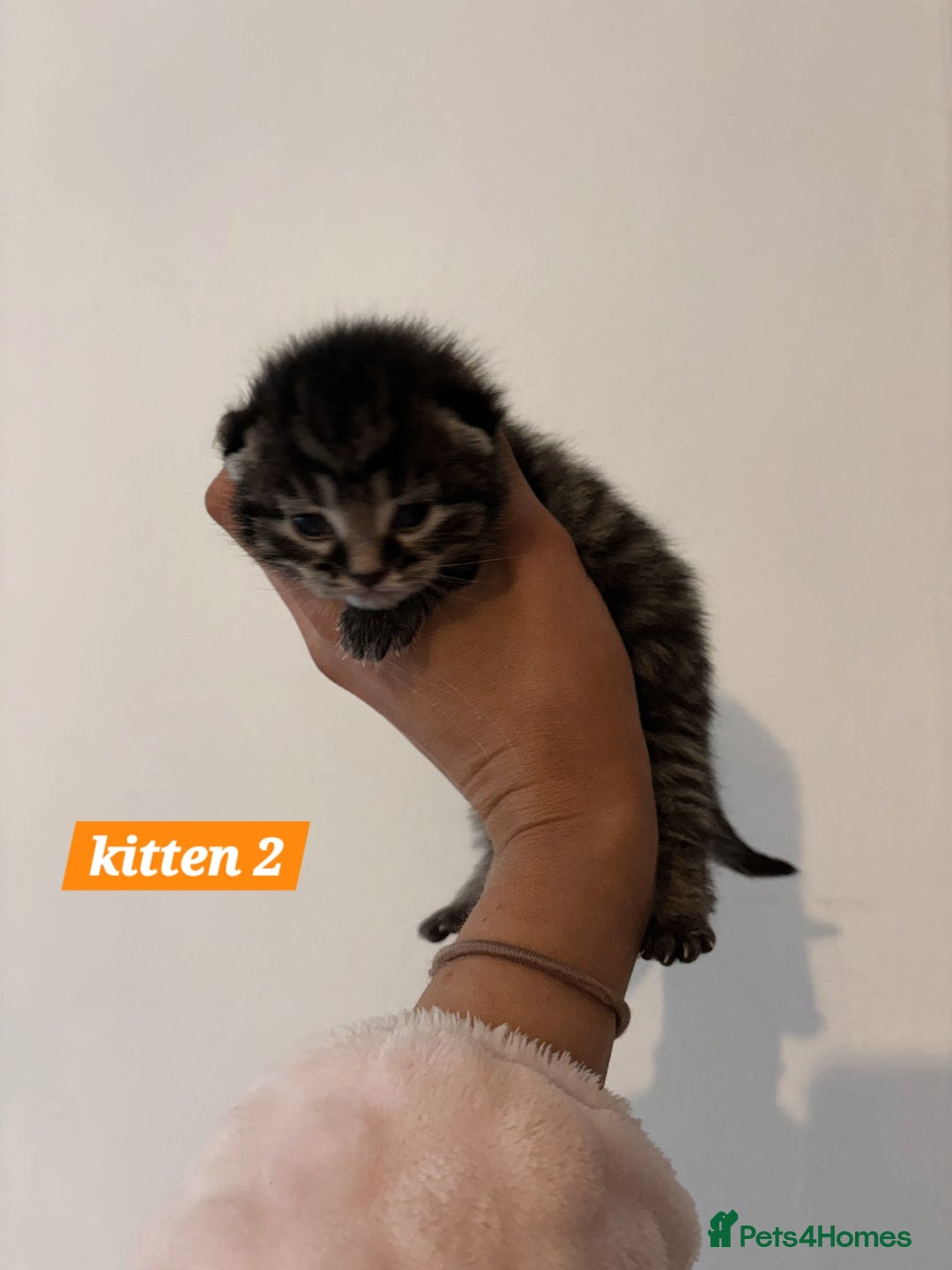 Scottish Fold cats for sale: Stunning Smoky Grey Kittens - Advert 10