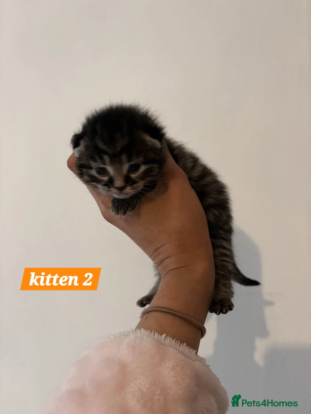 Scottish Fold cats for sale: Stunning Smoky Grey Scottish straight kittens - Advert 11