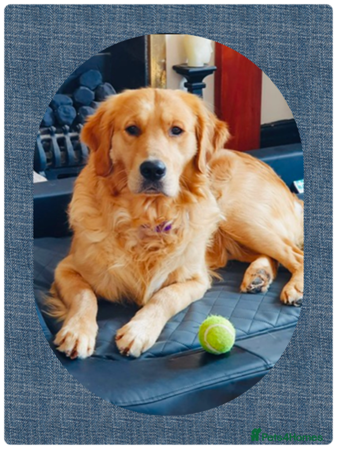 Golden Retriever dogs for stud: health tested golden retriever stud, large litters in Bury Saint Edmunds - Advert 14