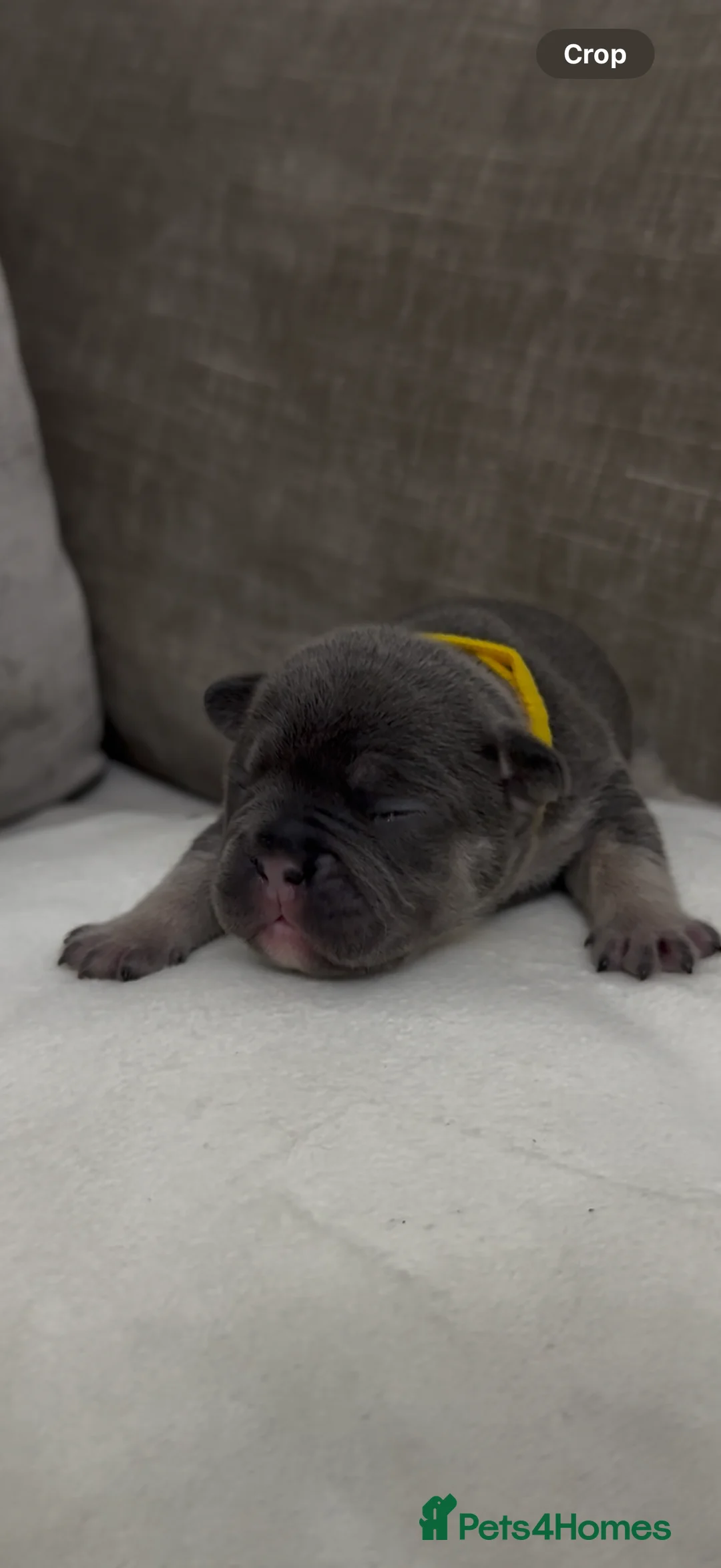French Bulldog dogs for sale: French bull dog puppies ONLY 2 MALES LEFT - Advert 11