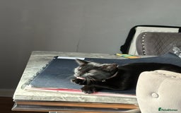 Mixed Breed cats for sale: Black kitten - Advert 3