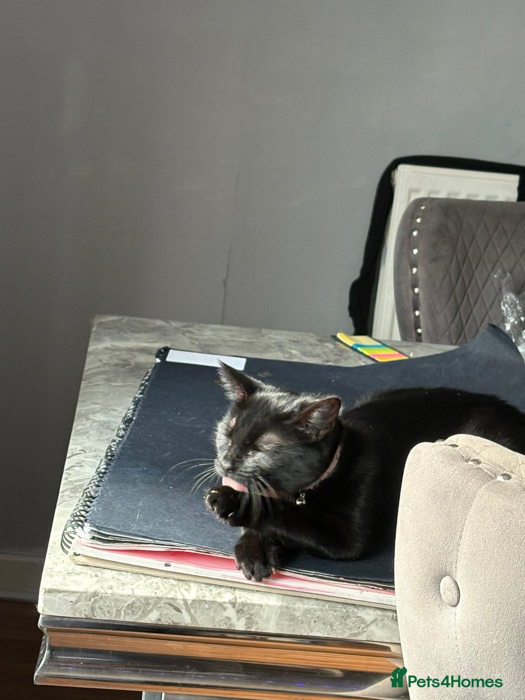 Mixed Breed cats for sale: Black kitten - Advert 3