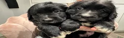 Bernese Mountain Dog dogs for sale: Wonderful litter of Golden Mountain Dogs - Advert 17