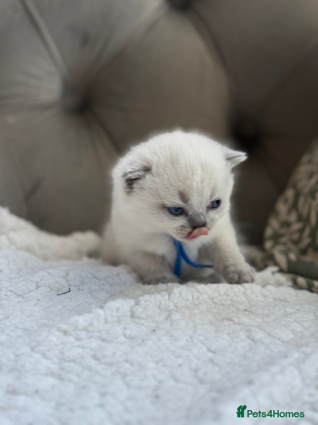 British Shorthair cats for sale: 5 lilac colour point kittens  - Advert 15