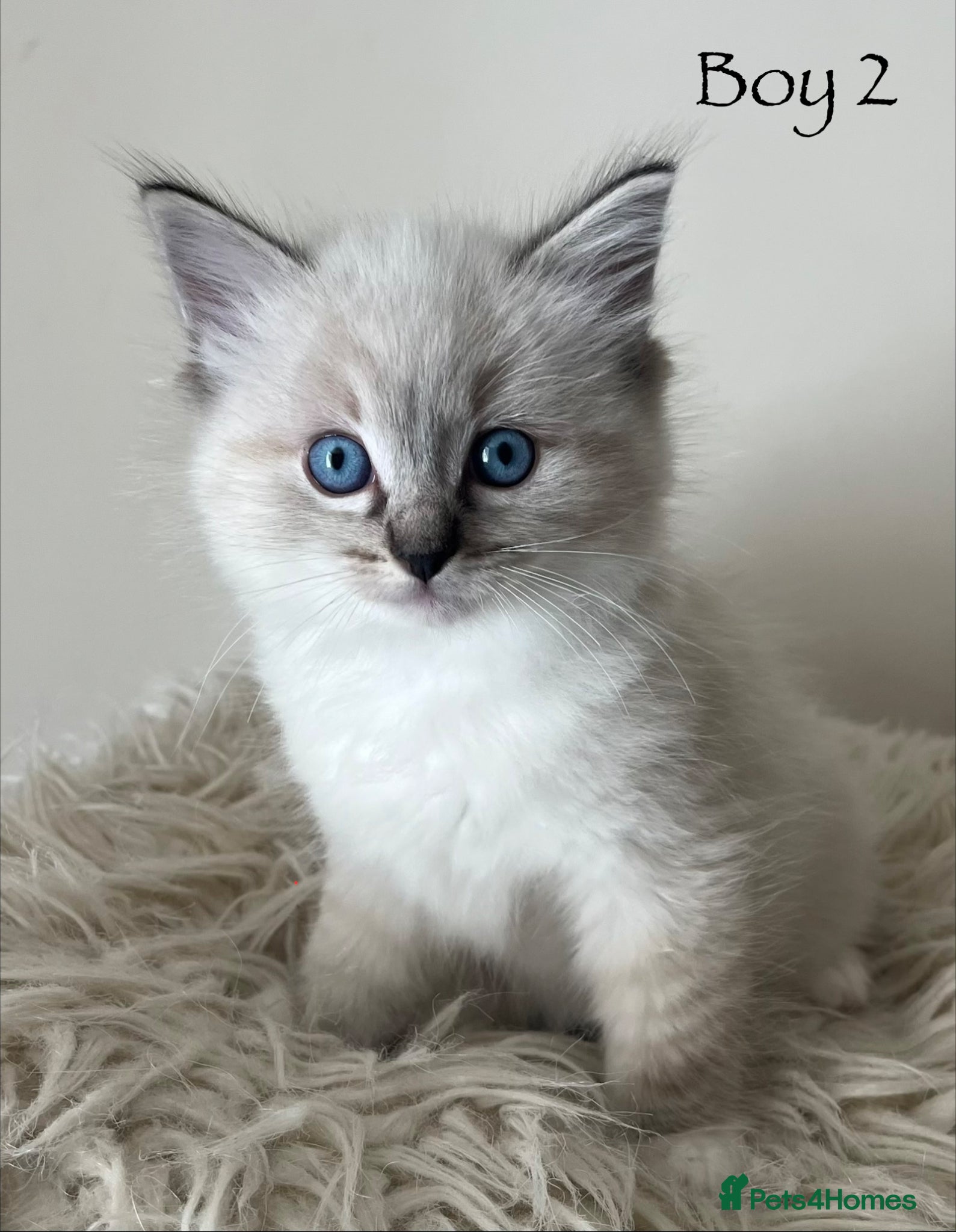 Ragdoll cats Outstanding GCCF Seal Lynx Ragdoll Kittens 🐾 - Advert 4
