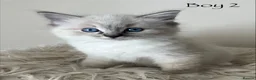 Ragdoll cats for sale: Outstanding GCCF Seal Lynx Ragdoll Kittens 🐾 - Advert 1