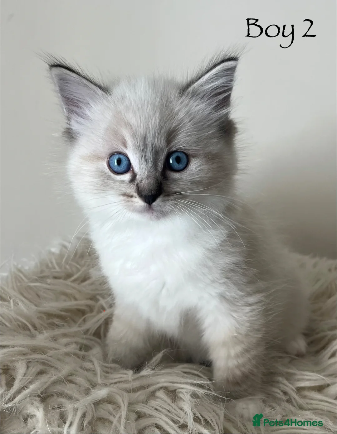 Ragdoll cats for sale: Outstanding GCCF Seal Lynx Ragdoll Kittens 🐾 - Advert 1