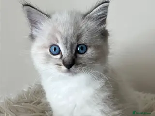 Ragdoll cats Outstanding GCCF Seal Lynx Ragdoll Kittens 🐾 - Advert 4