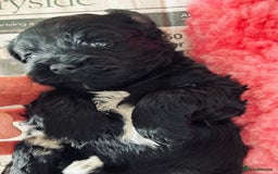 Shihpoo dogs for sale: Shipoo Pups LAST 2 - Image 15