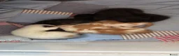 Mixed Breed cats for sale: Gorgeous kittens for sale in Stroud - Advert 19