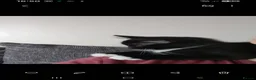 Mixed Breed cats for sale: 2 sweet little kittens ,ready to go now - Advert 2