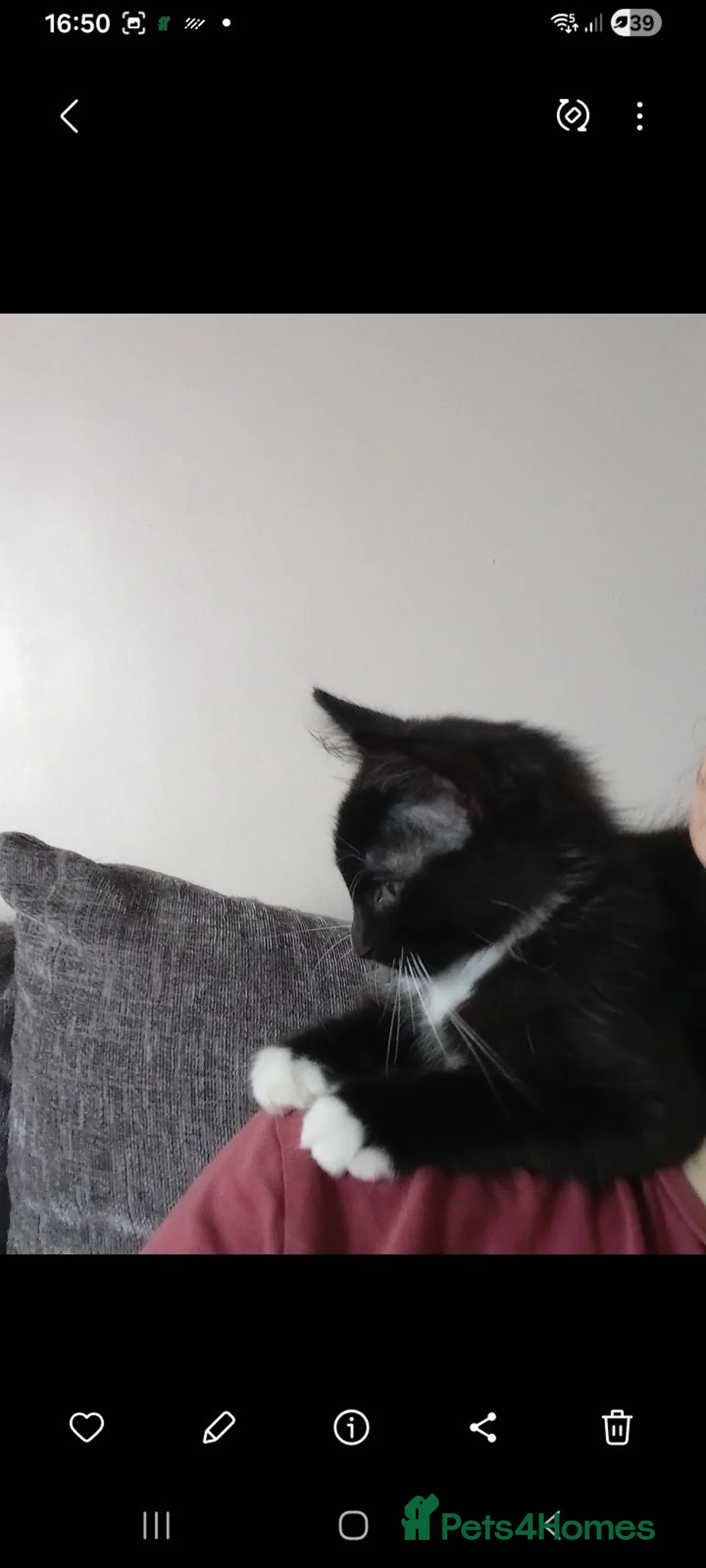 Mixed Breed cats for sale: 2 sweet little kittens ,ready to go now - Advert 2