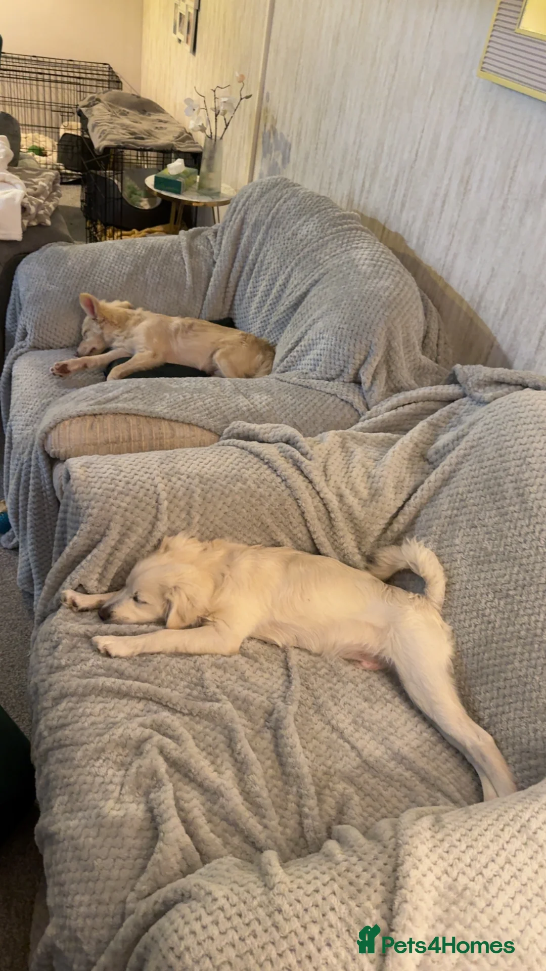 Mixed Breed dogs for sale: 7 Month Old Puppy ‘Teddy’ ☺️ - Advert 2