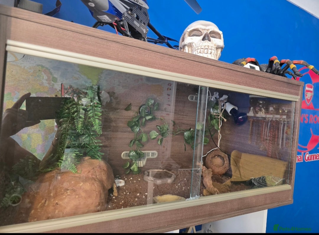 Leopard Gecko reptiles for sale: 7 months old Female leopard gecko  - Advert 1