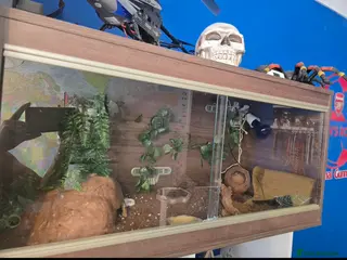 Leopard Gecko reptiles Healthy leopard gecko with full tank set up - Advert 3