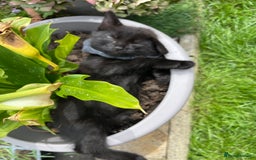 Mixed Breed cats for sale: Ready now kittens  - Image 6