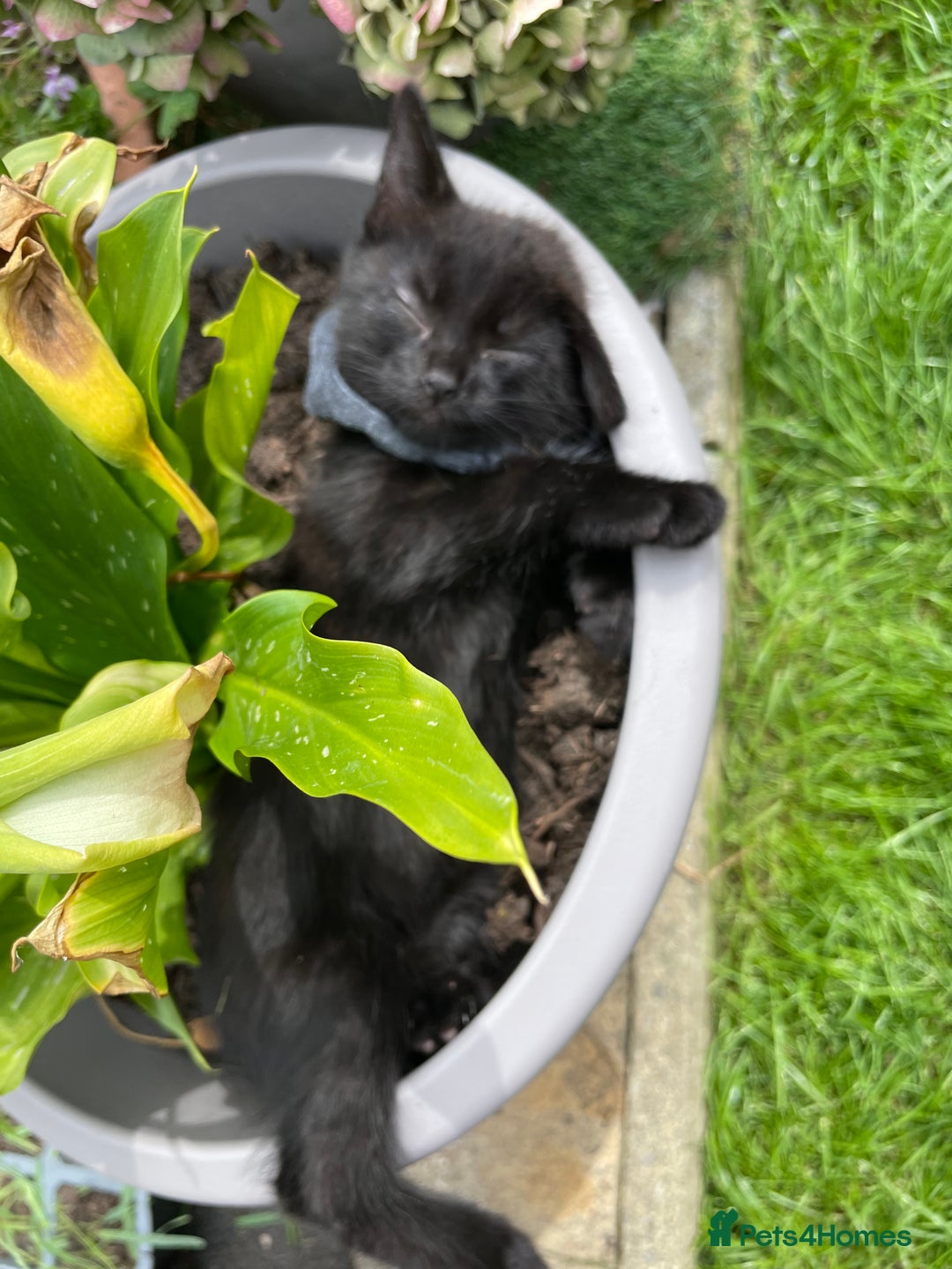 Mixed Breed cats for sale: Ready now kittens  - Image 6