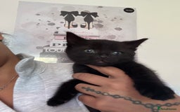 Russian Blue cats for sale: Mixed Russian blue  - Image 4