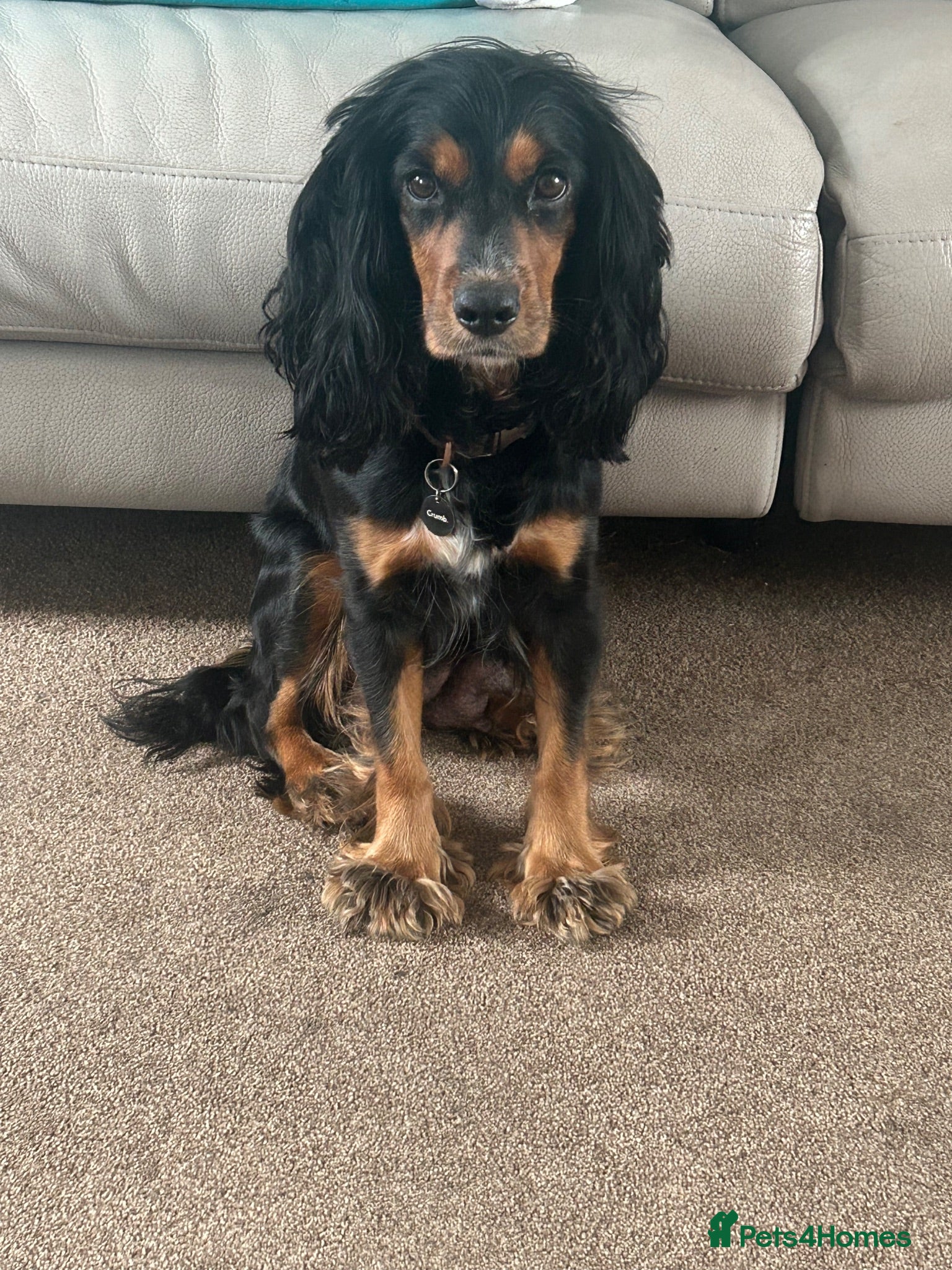 Cocker Spaniel dogs Working Cocker Spaniels  - Advert 16