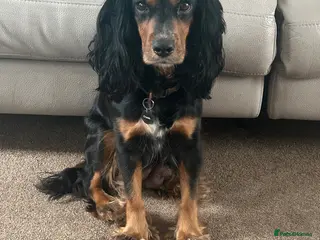 Cocker Spaniel dogs Working Cocker Spaniels - Advert 16